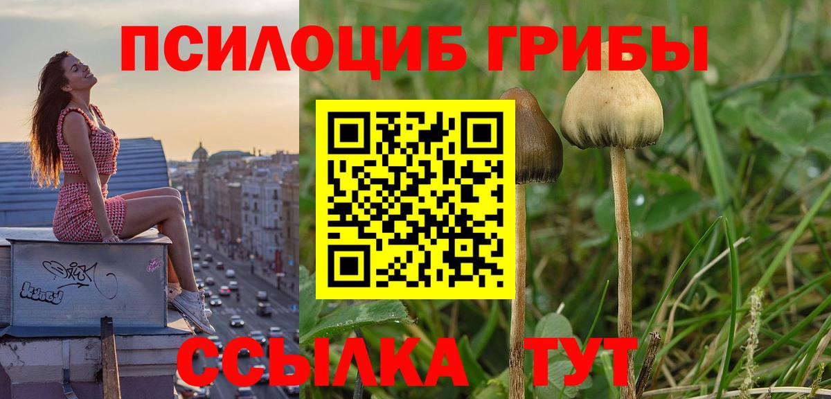 Прокопьевск  Галлюциногенные грибы Psilocybe  Вход с VPN 